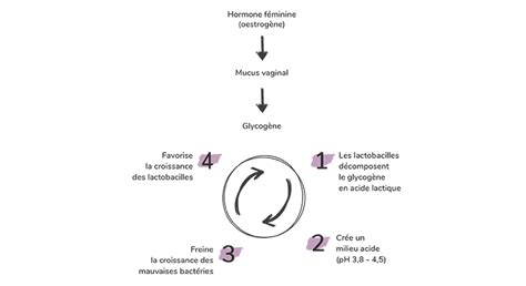 Diagramme montrant l'équilibre de la flore vaginale et les facteurs de déséquilibre
