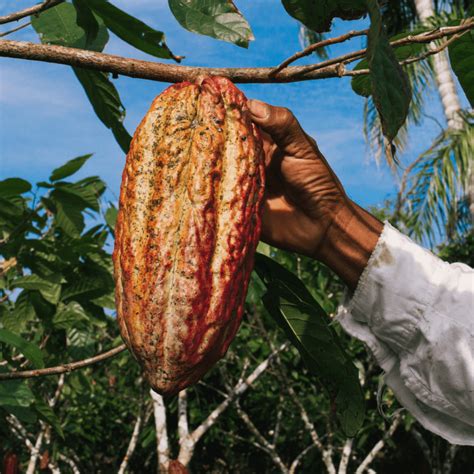 Cacaoyer avec des cabosses