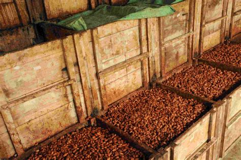 Fèves de cacao en fermentation dans des caisses en bois