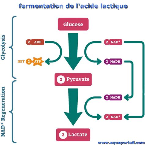 Schéma simplifié de la fermentation lactique