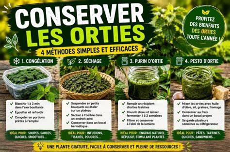 Illustration d’une récolte d’orties et de leur utilisation en cuisine