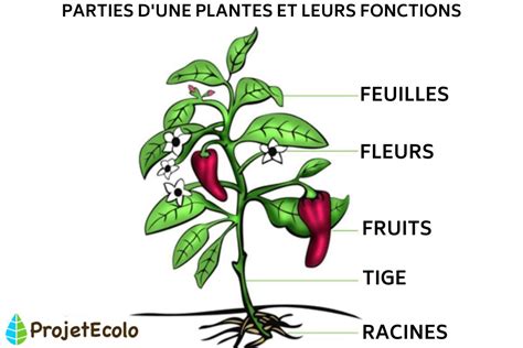 Schéma expliquant les différentes parties d'une boîte pâtissière et leurs fonctions