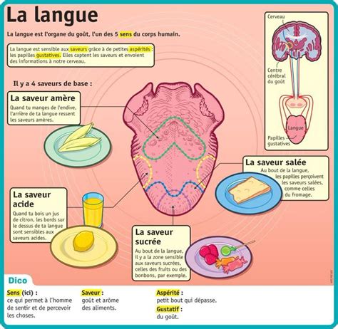 Illustration d'une explosion de saveurs gustatives