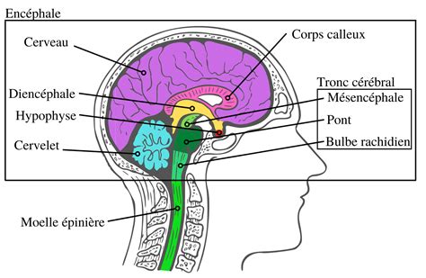 Schéma du cerveau humain montrant les zones affectées par la migraine