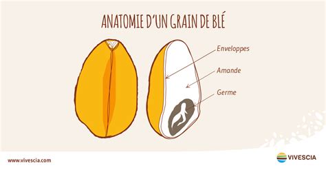 Illustration d'un grain de blé montrant le son, l'endosperme et le germe