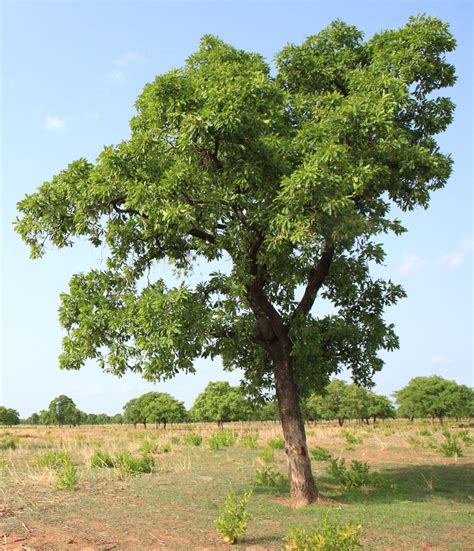 Arbre de karité en pleine savane africaine