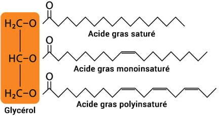 Diagramme montrant la composition typique en acides gras du beurre de karité