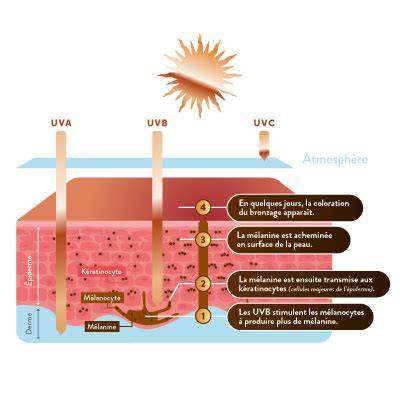 Schéma: mécanisme de bronzage avec extrait de pro-mélanine