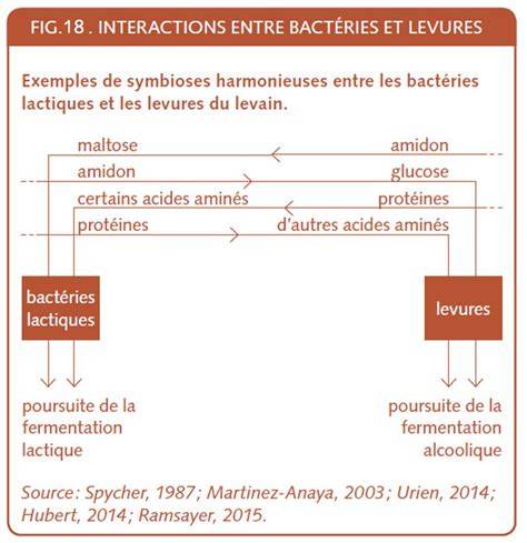 Schéma de fermentation du levain: rôle des levures et bactéries lactiques