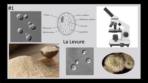 Microscopie d'un levain naturel montrant des levures et des bactéries
