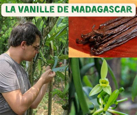 Carte des variantes: vanille de Madagascar, Indonésie, et alternatives aromatiques