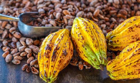 Fèves de cacao