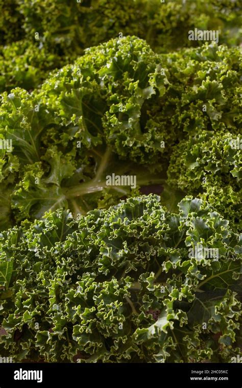 Gros plan sur des feuilles de chou kale vertes et texturées