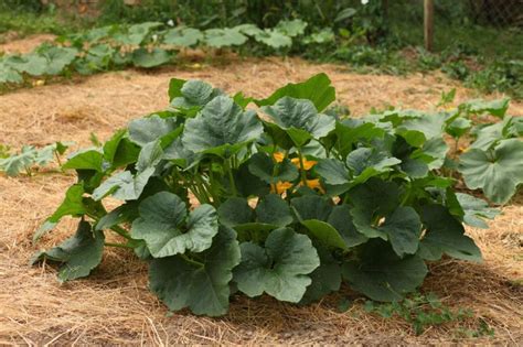 Jeune plant de courge spaghetti en godet, prêt à être repiqué