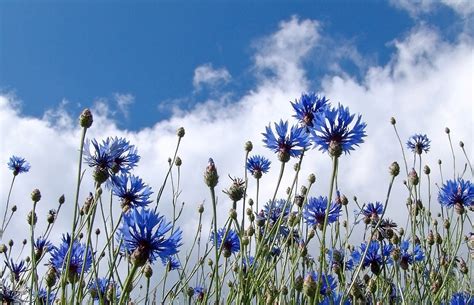 Champ de bleuets en fleurs