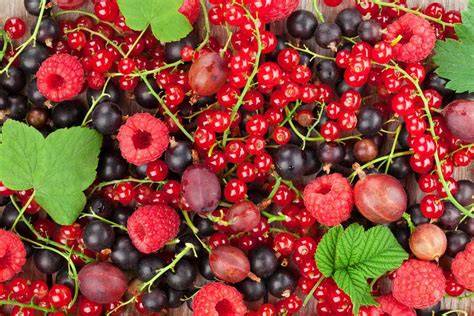 carte_paysage_jardin_fruits_rouges.jpg