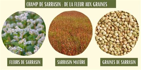 Diagramme comparatif des variétés russes de sarrasin et de leur rendement
