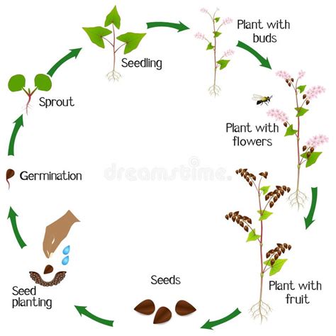 Schéma illustrant le cycle de vie du sarrasin et ses bénéfices écologiques