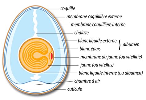 Schéma d'un œuf montrant la chambre à air