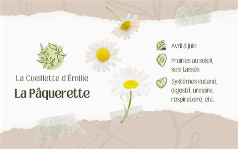 Schéma pédagogique sur la pâquerette
