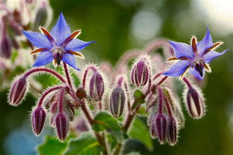 Fleurs de bourrache bleues