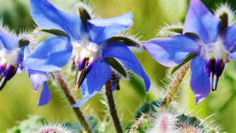 Fleurs de bourrache enrobées de pâte à frire