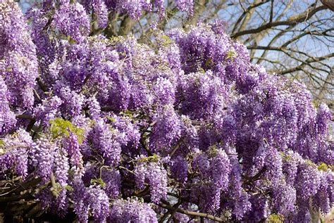 Fleurs de glycine en grappes