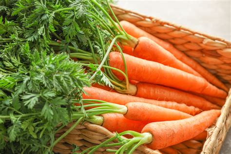 Fanes de carottes fraîches et vertes