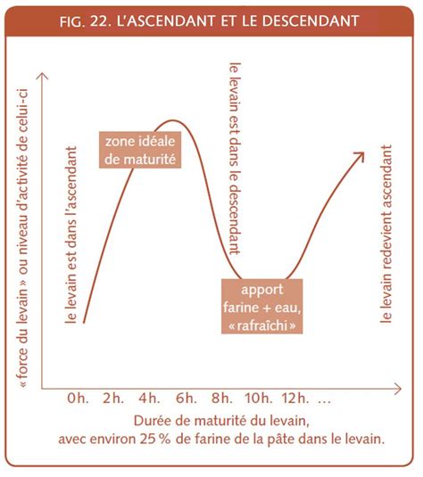 Schéma expliquant la composition d'un levain naturel