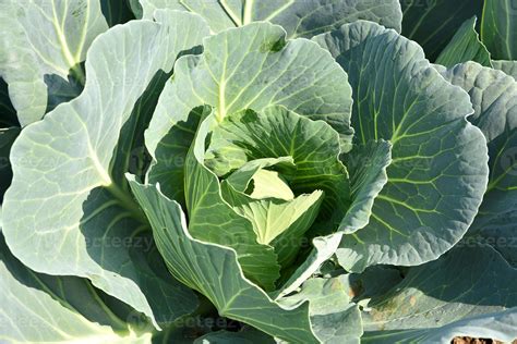 Champ de choux verts