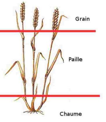 Grains de blé et tiges de paille