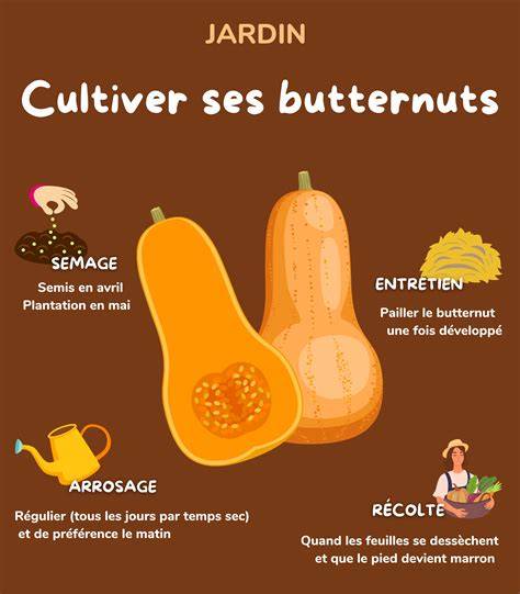 Infographie: bénéfices santé de la courge butternut et des lentilles corail