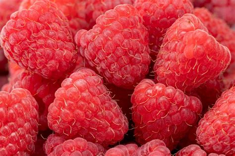 Gros plan sur des framboises rouges juteuses