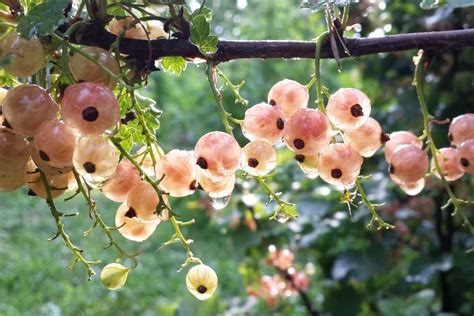 Grappes de groseilles rouges et blanches