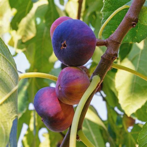 Figuier avec des fruits mûrs