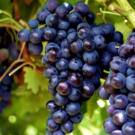 Grappes de raisin Muscat de Hambourg
