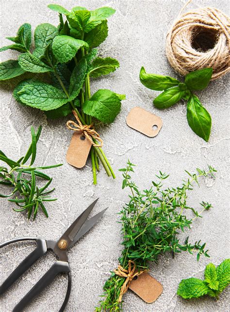 Assortiment d'herbes aromatiques fraîches