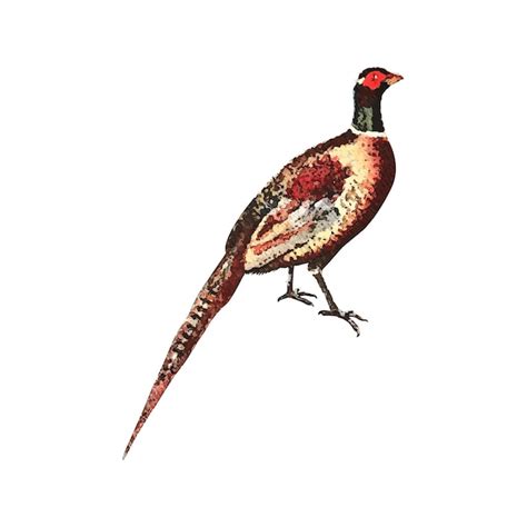 Illustration d'un faisan mâle au plumage coloré