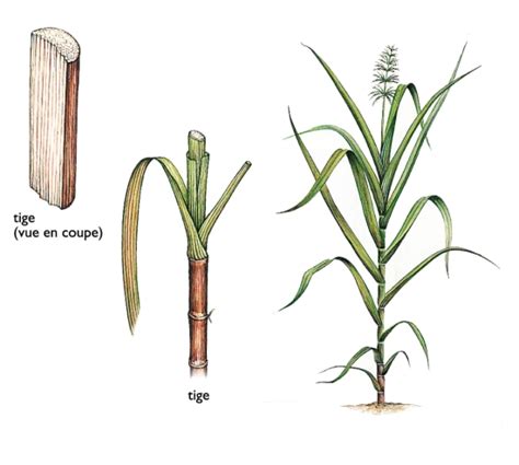 Schéma botanique d'une tige de canne à sucre montrant les nœuds, les entre-nœuds, les bourgeons et les racines