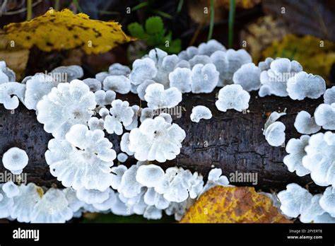 photo-inspiration-champignons-blancs-étagères