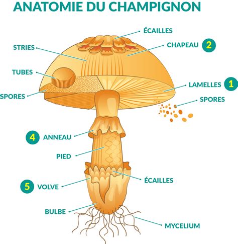 schema-rainures-lamelles-chapeau-champignon