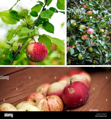 Fruits mûrs et cueillis