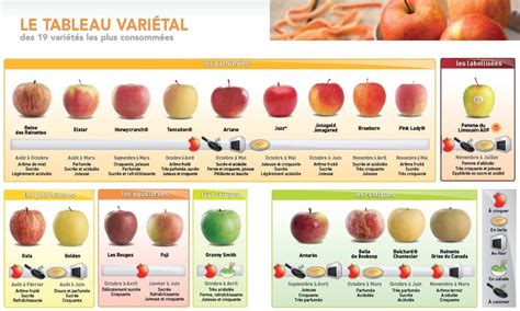 variété de fruits frais (pommes, poires, baies) disposés