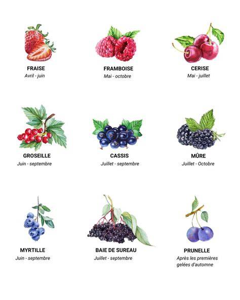 Variété des fruits rouges et texture