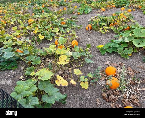 Champ de citrouilles à l'automne
