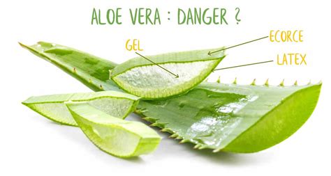 Feuille d'aloe vera coupée montrant le gel