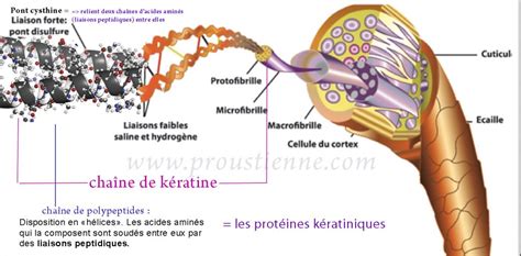 Schéma montrant la pénétration du gel d'aloe vera dans la fibre capillaire