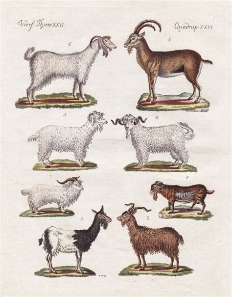 Gravure ancienne représentant des chèvres