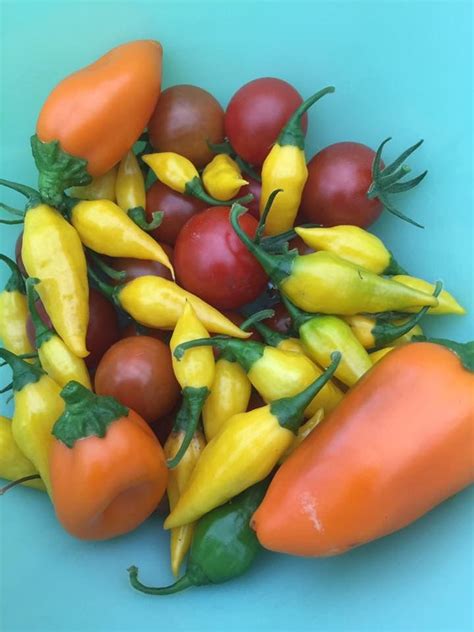 Assortiment de tomates et poivrons colorés