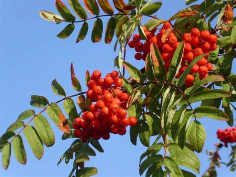 grappes rouges de sorbier des oiseaux
